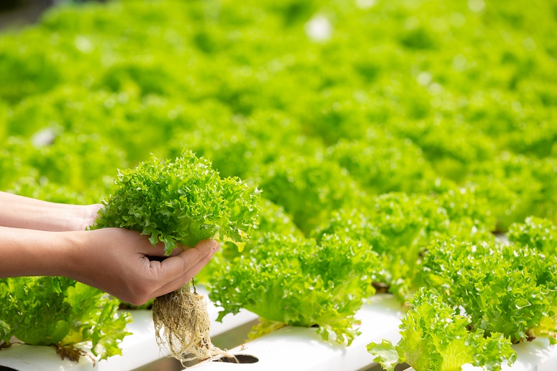 Foto de unas manos tomando una planta de lechuga en un huerto hidroponico